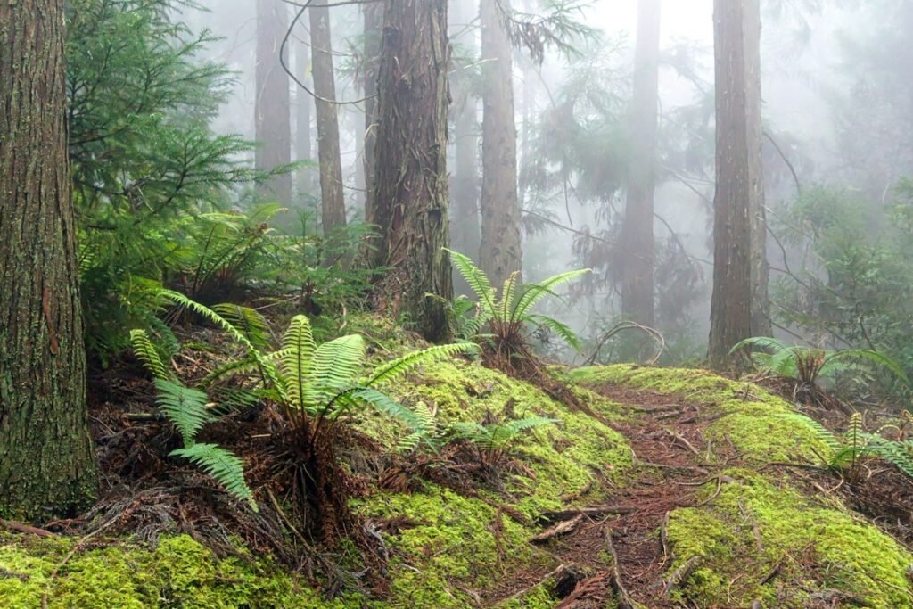 Person walking mindfully through lush green forest for forest bathing practice
