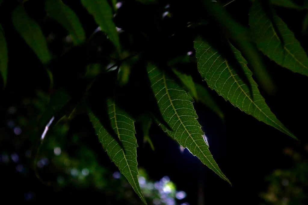 Neem Benefits for Skin, Teeth and Immune Support: How to Use It Daily Fresh neem leaves and neem oil for traditional Indian herbal medicine