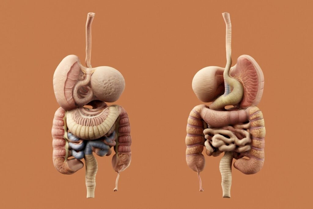 Small Intestinal Bacterial Overgrowth (SIBO): Natural Dietary Strategies Digestive health concept with gut bacteria and healthy foods