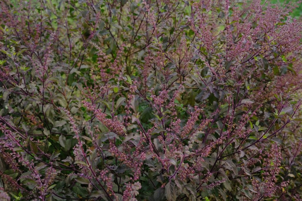 Tulsi Leaf Remedies for Respiratory Support and Seasonal Wellness Fresh green tulsi holy basil leaves on wooden surface for herbal remedy